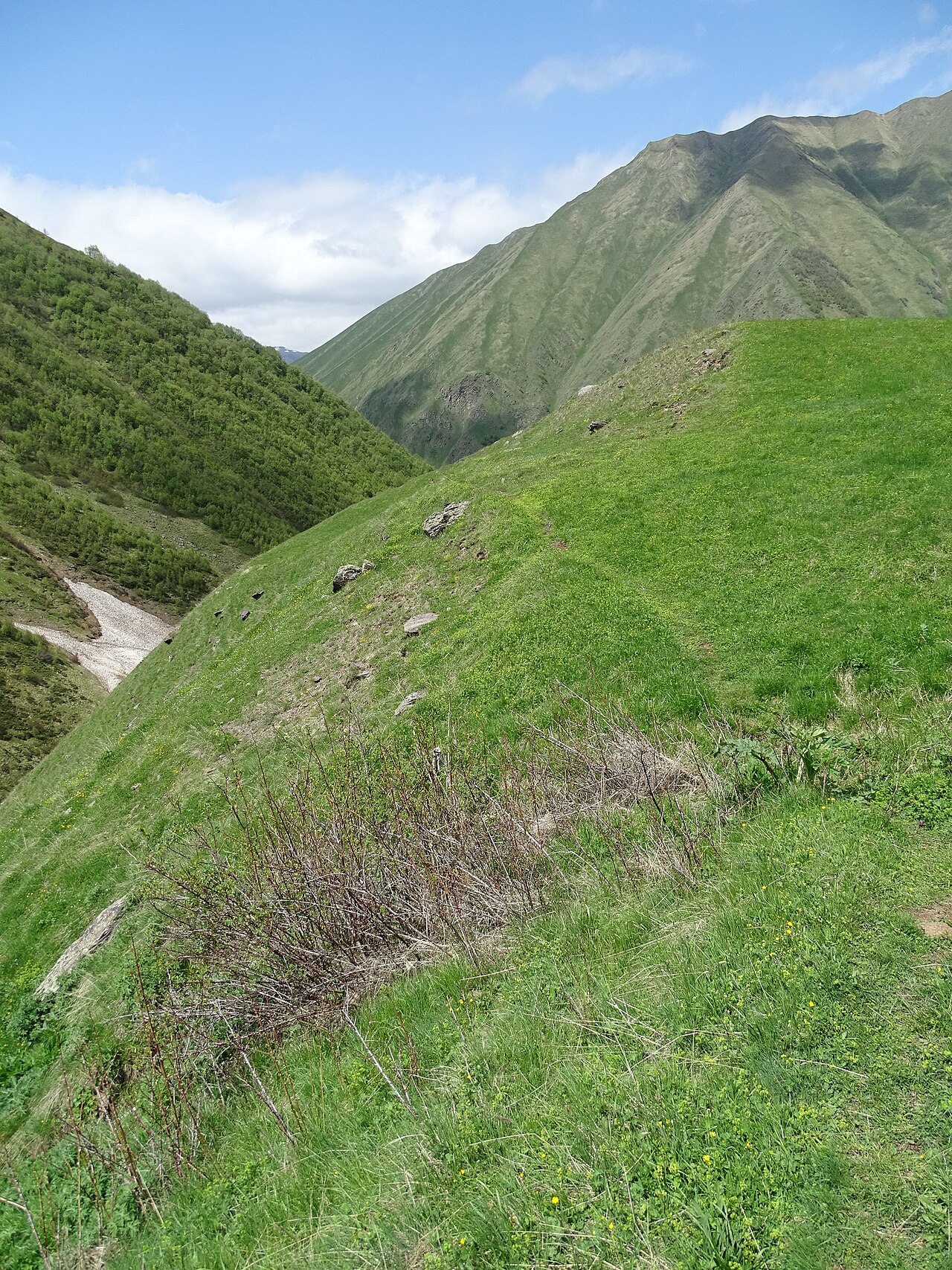 Juta 与 Chaukhi